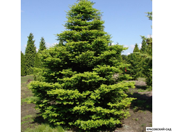 Пихта корейская - фото в саду - красовский-сад.рф