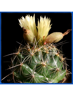 Coryphantha gladiispina SB 711