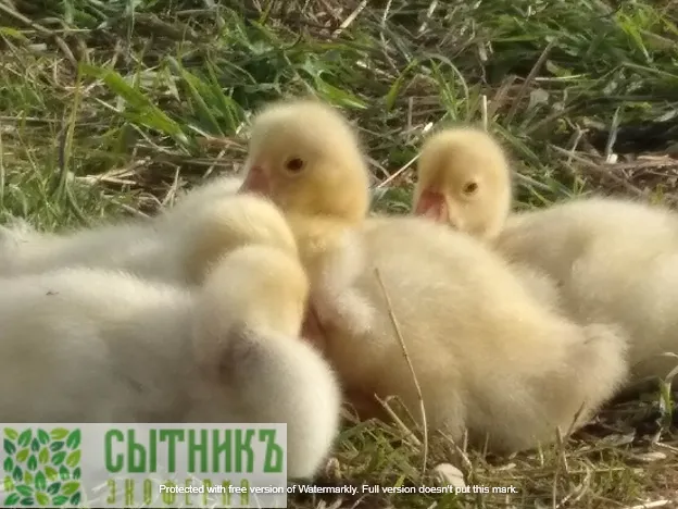 Гусята домашние красивые на фермерском хозяйстве