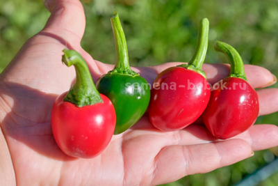 Перец острый Jalapeno Bomb F5, 10 шт