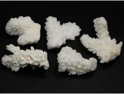 Коралл белый в ассортименте, коллекционный образец, Китай (33-40 мм, 9-12 г) №26759