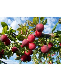 Слива  Красный Шар (ранний)