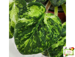 Huckleberry (I. Fredette)