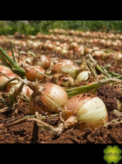 ЛУК-СЕВОК "СЕНШУЙ" (ОЗИМЫЙ, ГОЛЛАНДИЯ) 0,5КГ/1КГ