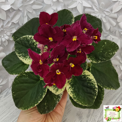 Mac's O'Scarlet O'Hara (G.McDonald) (Макс ОСкарлет Охара)