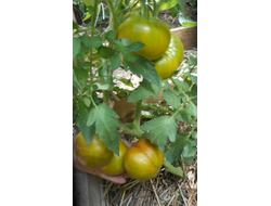 Томат Ирландский ликер