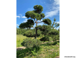 Ниваки - Бонсай садовый сосна Ватерери - Watereri