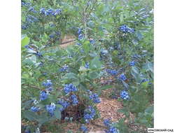 Голубика Каз Плишка - Kaz Pliszka