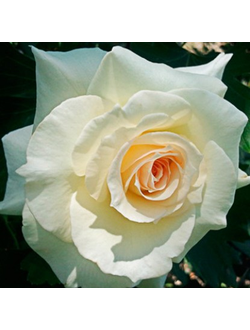 Роза Шнеевальцер (Schneewalzer)