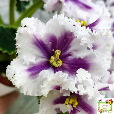 МТ-Сладкая Фантазия химерный спорт