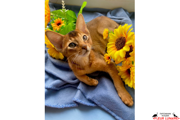 Абиссинский котенок Зузу