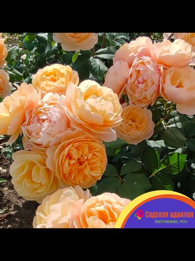 Роальд Даль (Roald Dahl)