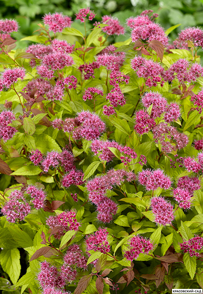 Купить Спирею Спарклинг Шампейн в Москве в питомнике красовский-сад.рф