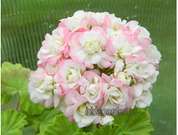 Розебудная пеларгония April Snow