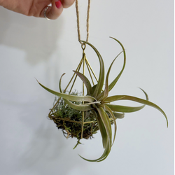 Тилландсия капитата