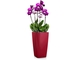 Орхидея Фаленопсис + CUBICO 22 Ярко-красный блестящий