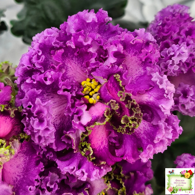 ПТ-Принцесса Жасмин Люкс (Т.Пугачева) 2018 г.