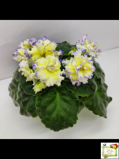 ЛЕ-Золото Нибелунгов (Е. Лебецкая) 2017 г.