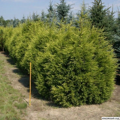 Можжевельник китайский Куривао Голд - Kuriwao Gold