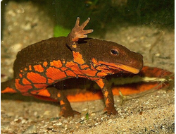 Северовьетнамский тритон(Paramesotriton deloustali)