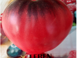 Томат KAS-21, Польша