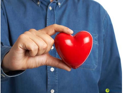 Укрепление сердечной мышцы и эластичность сосудов