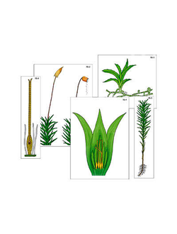 Модель-аппликация "Размножение мха" (ламинированная)
