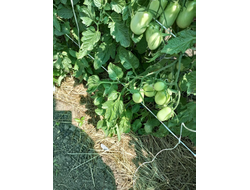 Томат Сливка Бендрика красная