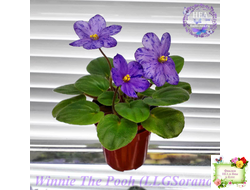 Winnie The Pooh (LLG/Sorano) (пасынок-стартер укоренённый)