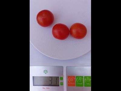 Томат Черри-краса-длинная коса