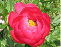 Пион Helen Matthews (Хелен Мэтьюс)