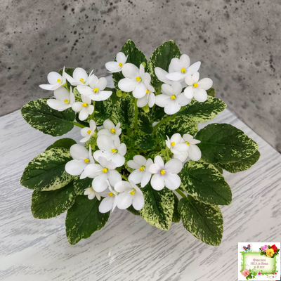 Alan’s Fallen Angel (A.Murphy) трейлер