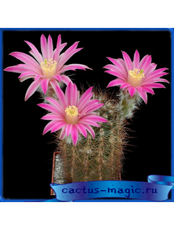 Echinocereus adustus v. schwarzii L 1305