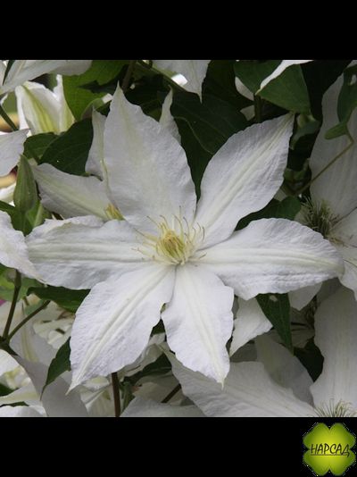 Клематис "Roko-Kolla" (Роко-Колла) (саженец 3 года)