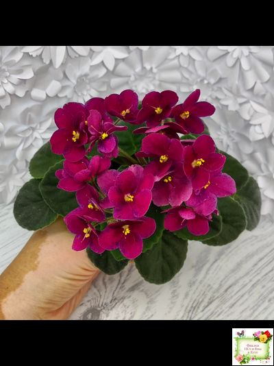 Mac’s Paisley Pattern (G.McDonald)