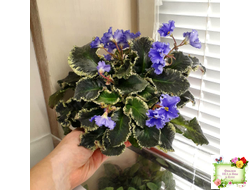 Senk's Try the Decaf (R. Follett/D. Senk) (9872) 01/30/2008 трейлер