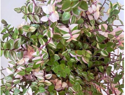 Каллизия Repens Bianca
