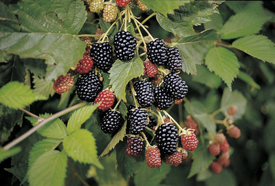 "Ежевика" силиконовый молд