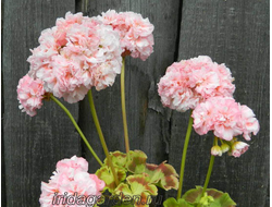 Пеларгония Golden Choice