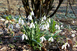 Крымский подснежник - тур в Кыму на 8 Марта