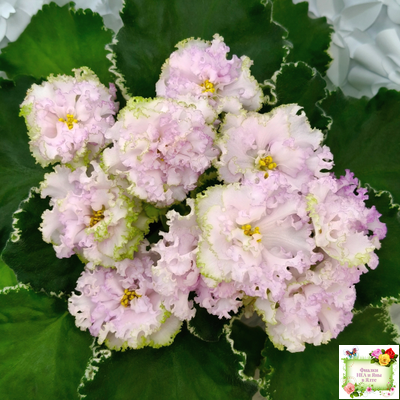 АВ-Богатая Невеста (Фиалковод) 2020 г.