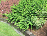 Барбарис тунберга Грин Карпет (Berberis thunbergii Green Carpet)