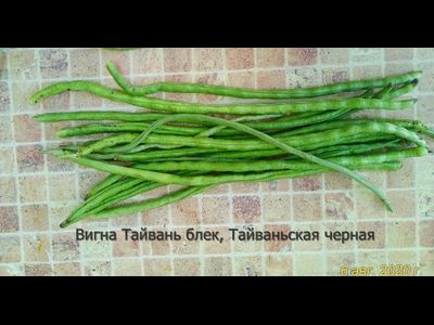 Вигна китайская Тайвань блек