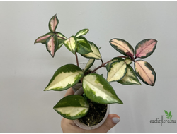 25/07/2025 Hoya Carnosa Exotica