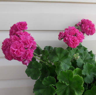 П62 Пеларгония Lara Harmony укорененный черенок