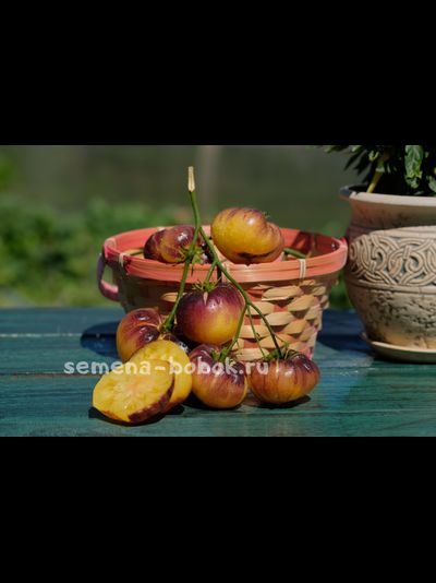 Томат Sart Roloise (Сарт Ролуаз), 10 шт