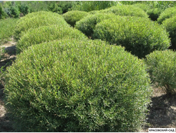 Ива пурпурная Нана - Nana