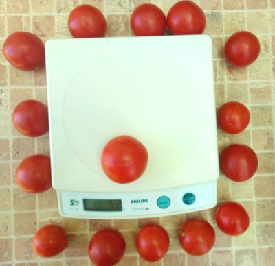 Томат Splash of kream (Irish cream) Ирландия