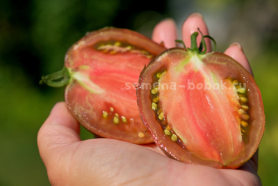 Томат Rebel Starfighter Blaine's Moonlight (Восставший Звездный Истребитель Лунный Свет Блэйна) , 10 шт