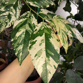 Ficus Erecta variegata / фикус эректа вариегатный